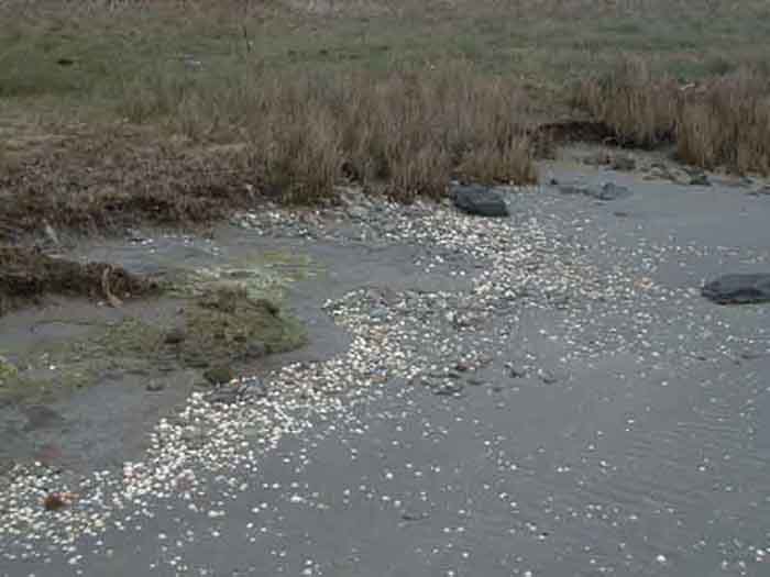 Cockle Beach 2.jpg 29.8K